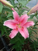 [5241 Marlon NES No02.JPG]